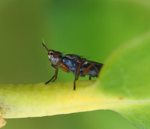 Dorycera graminum